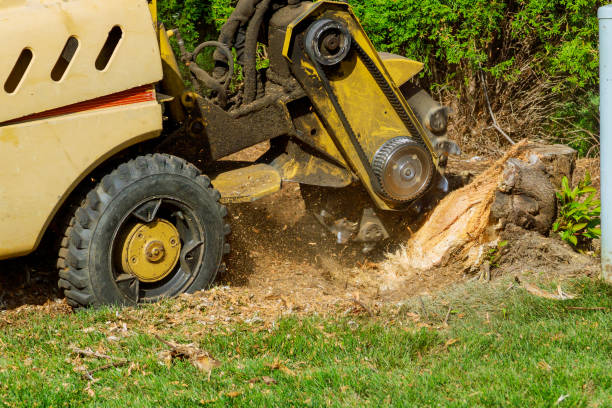 The Steps Involved in Our Tree Care Process in Woodville, FL